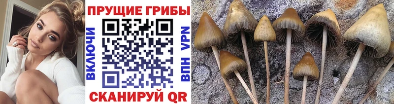Галлюциногенные грибы Psilocybe  купить наркоту  Котлас 